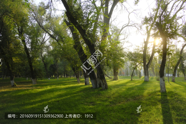 樹林