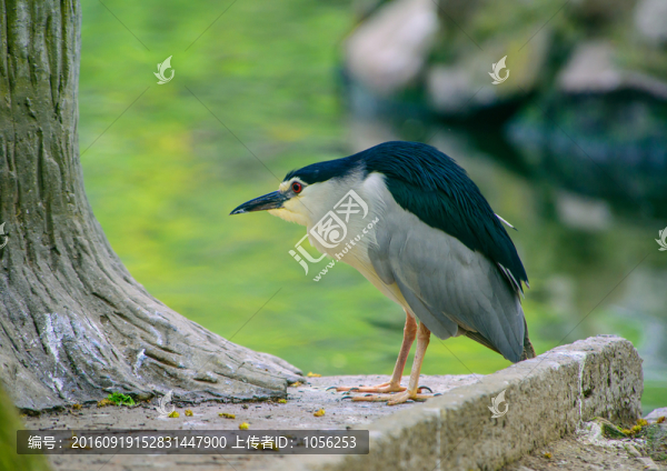 鷺鳥