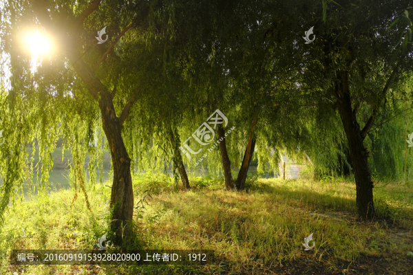 樹林