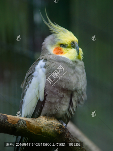 鸚鵡