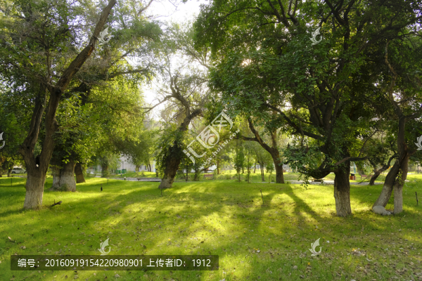 樹林