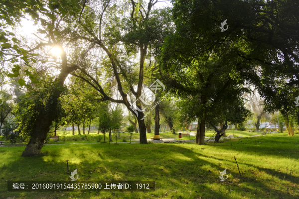 樹林