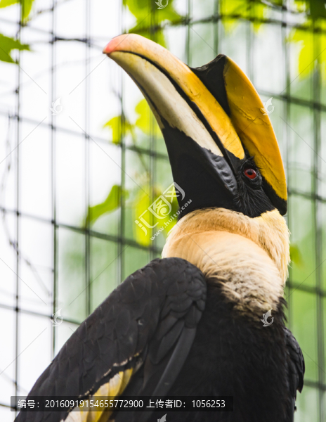 犀鳥