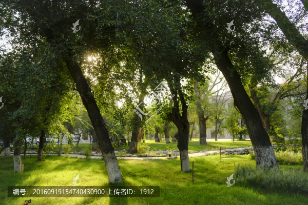 樹林