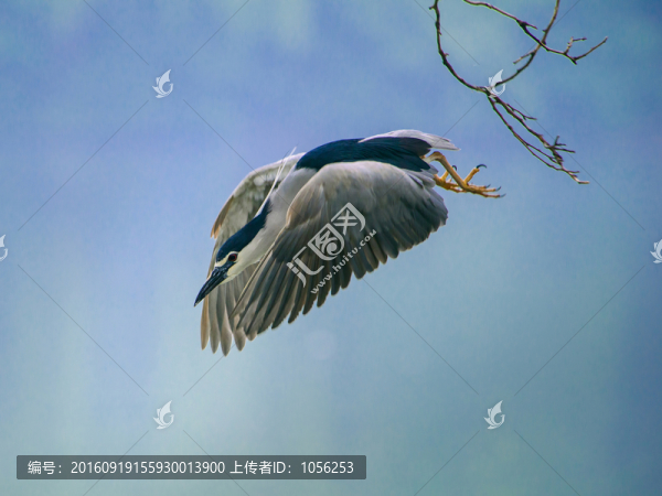 鷺鳥