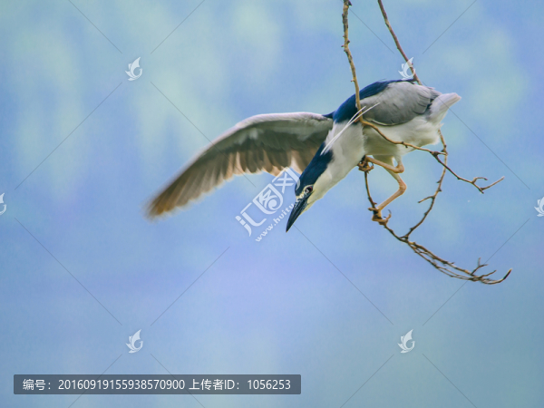 鷺鳥
