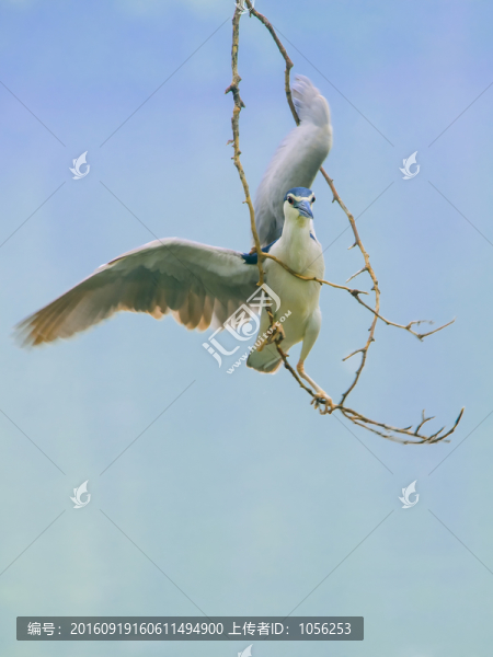 鷺鳥
