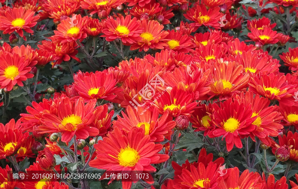 金紅雛菊
