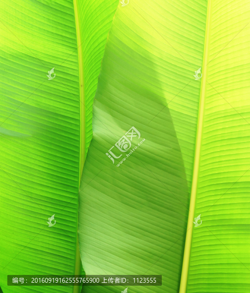 芭蕉葉子