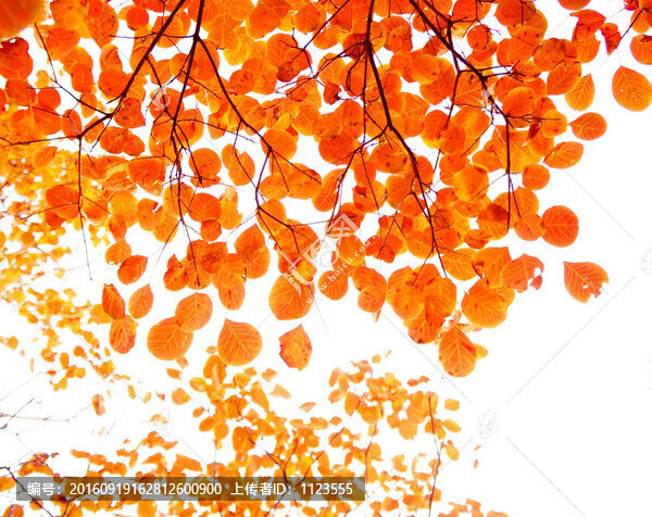 紅葉