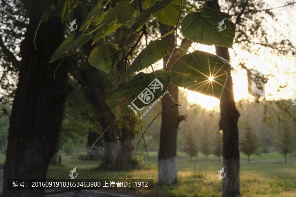 樹林