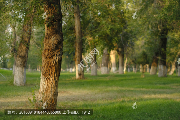 樹林