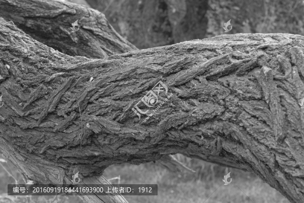 老榆樹(shù)