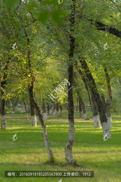 樹(shù)林