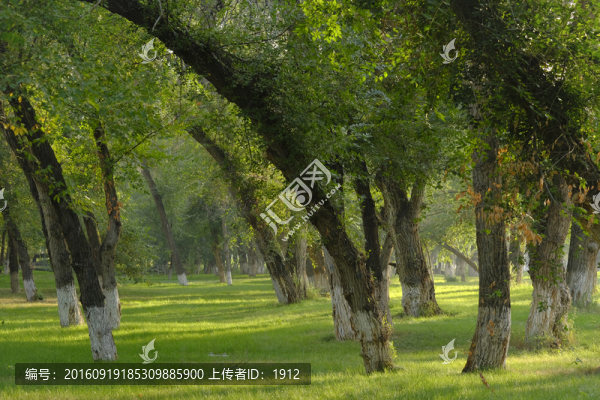樹林
