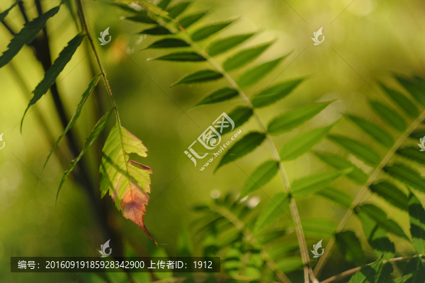 一葉知秋