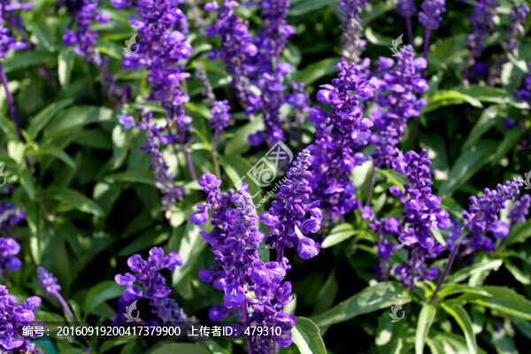 薰衣草,小花,園藝,美化,環(huán)境