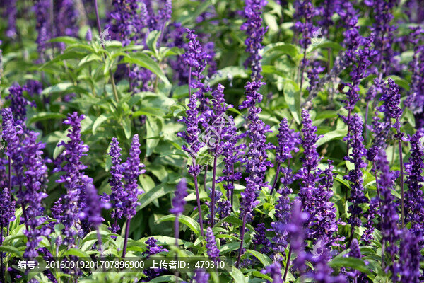 薰衣草,小花