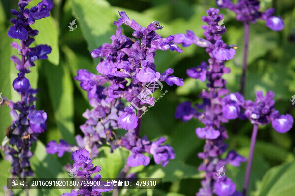 薰衣草,小花,園藝,美化,環(huán)境