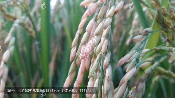 稻谷稻穗