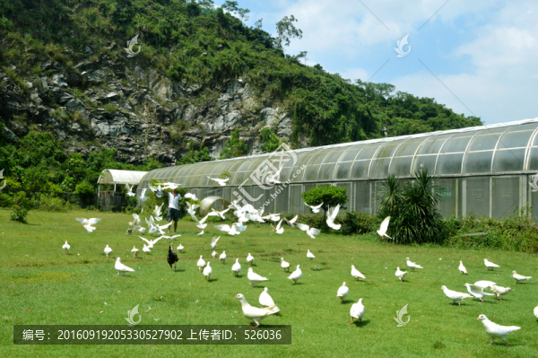 鴿子養(yǎng)殖場
