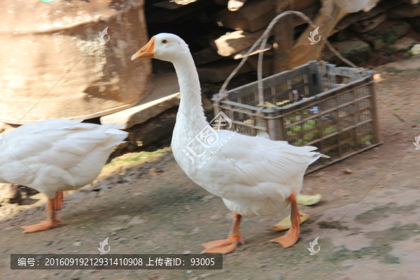 鵝