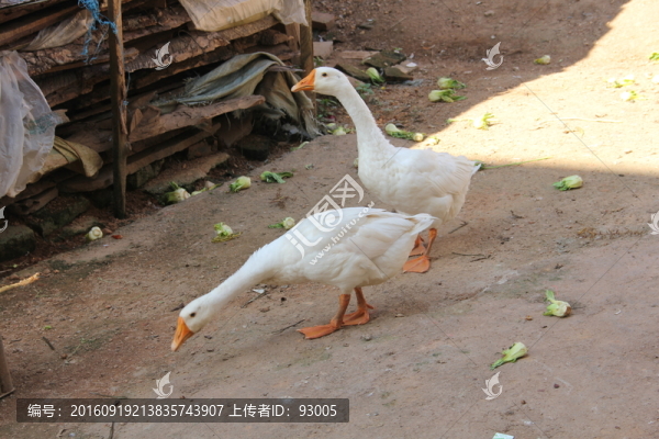 大白鵝