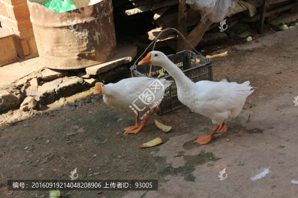 鵝