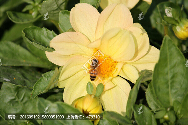 花卉,蜜蜂,鮮花,花蕾