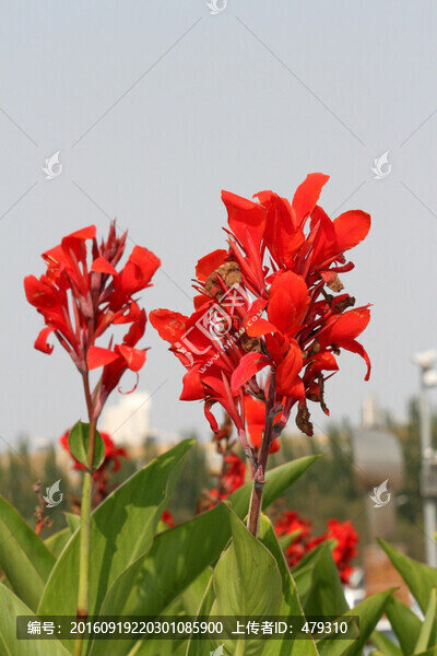 花卉,鮮花,美人蕉