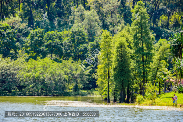 湖岸陽光樹林