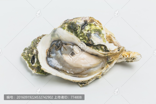 生蠔