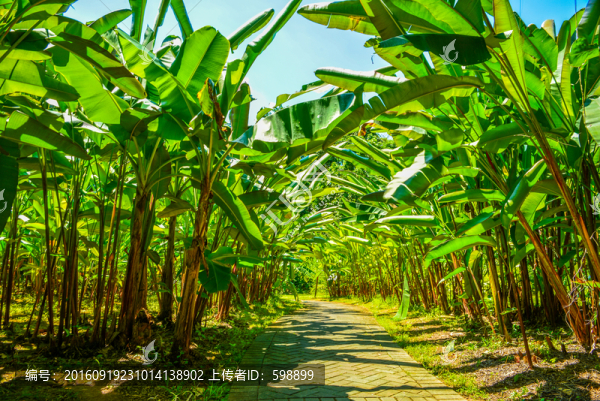 陽光樹林小路