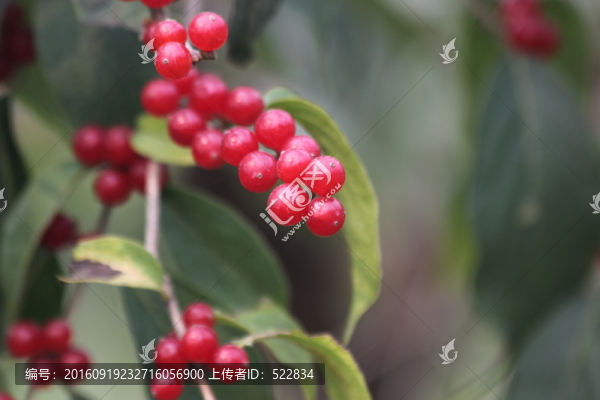 果實(shí)