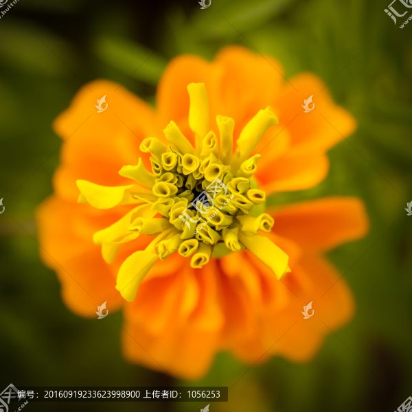 百日菊