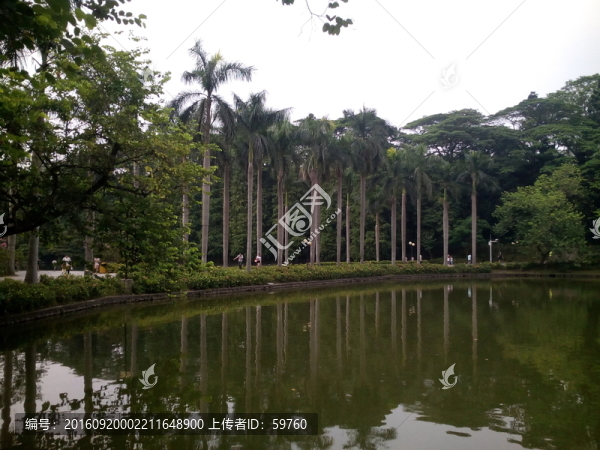 湖畔椰樹