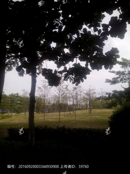 草坪綠地
