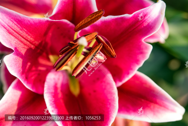 花蕊