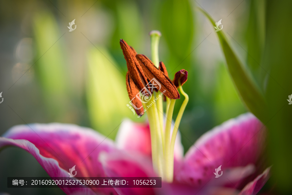 花蕊