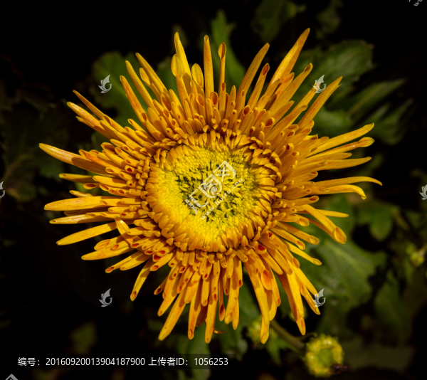 菊花