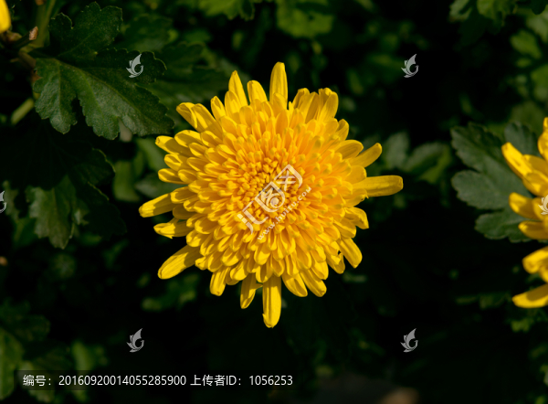 菊花