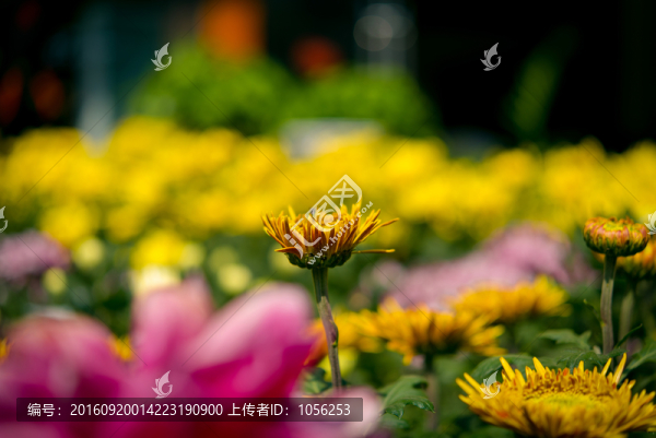 菊花