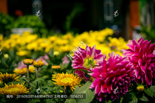 菊花