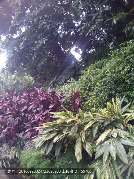 路邊植物
