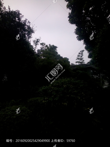 茂盛的樹林