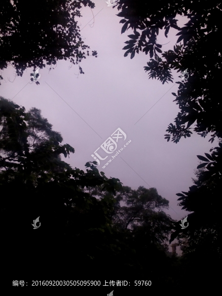 樹(shù)影天空