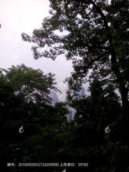 樹(shù)中高樓