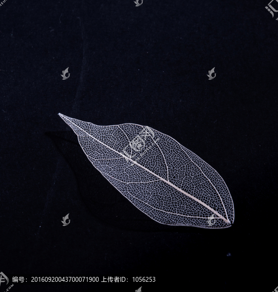 脈絡(luò)