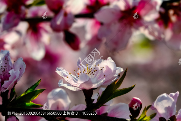 桃花