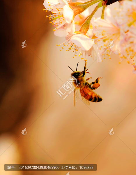 櫻花蜜蜂